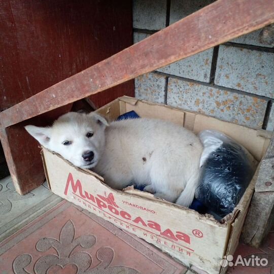 Собаки бесплатно в добрые руки щенки