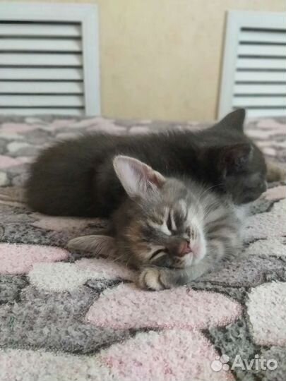 Котята бесплатно