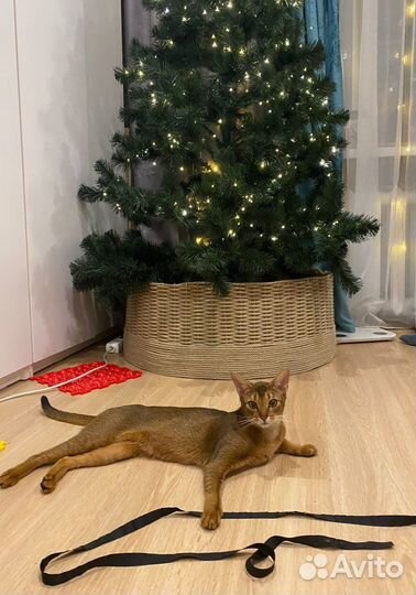 Абиссинские котята
