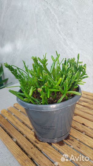 Рипсалис микс