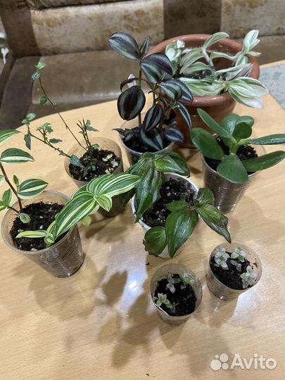 Цветы для дома