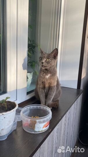 Кошка в добрые руки