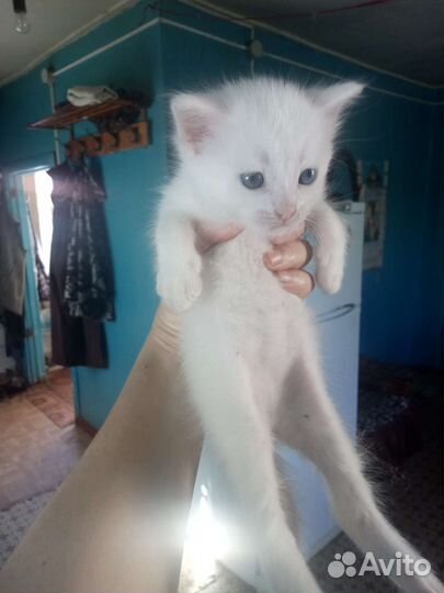 Кот турецкая ангора
