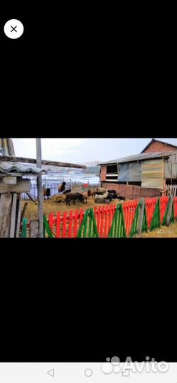 Овцы бараны