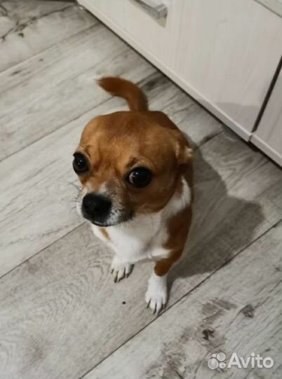 Чишка джентельмен