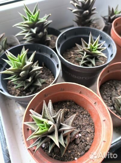 Суккуленты: Хавортия извилистая