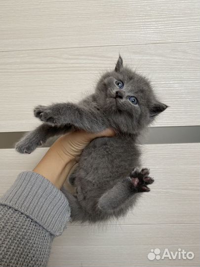 Кошечки