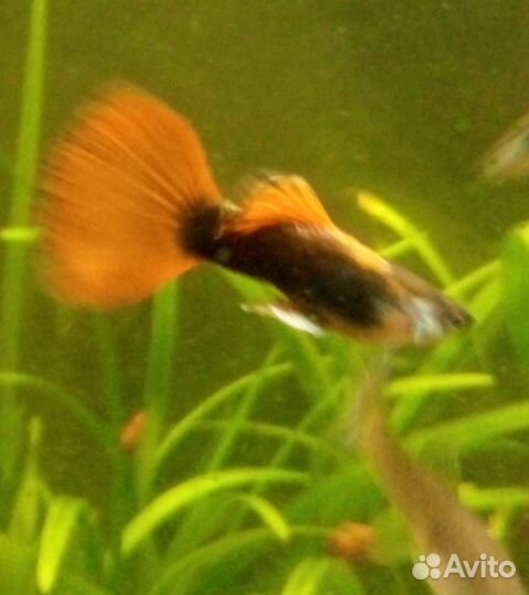 Аквариумные рыбки
