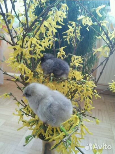 Несушки с голубым яйцом Сильверудд Блу