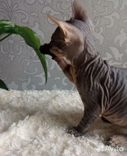 Котики Дончаки