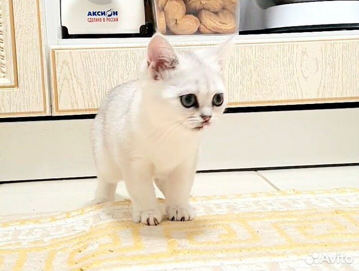 Шотландские шиншиллы
