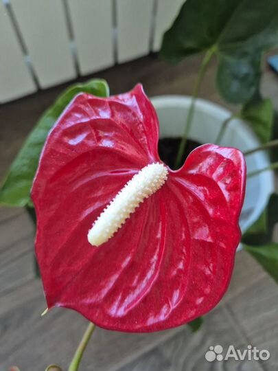 Комнатные цветы антуриум