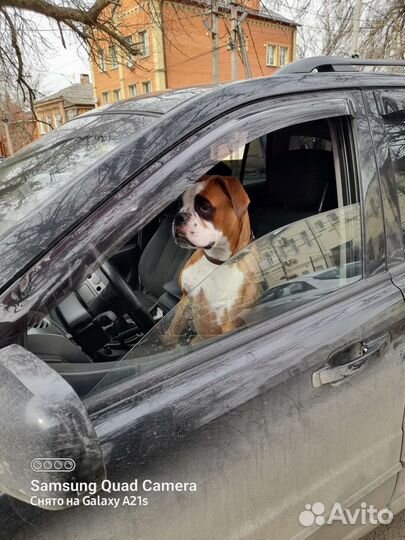 Боксер вязка