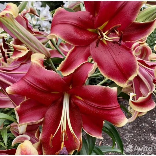 Лилии от гибриды