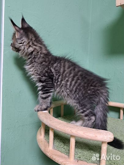Котята мейн-кун
