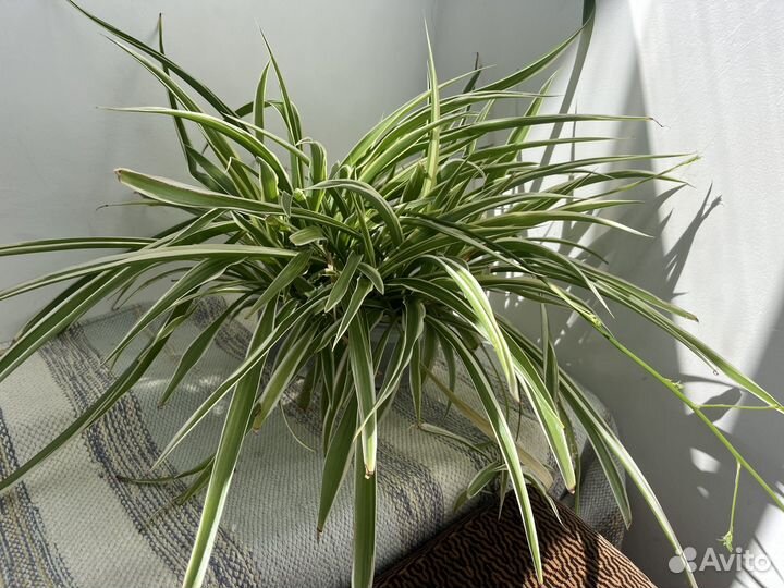 Хлорофитум