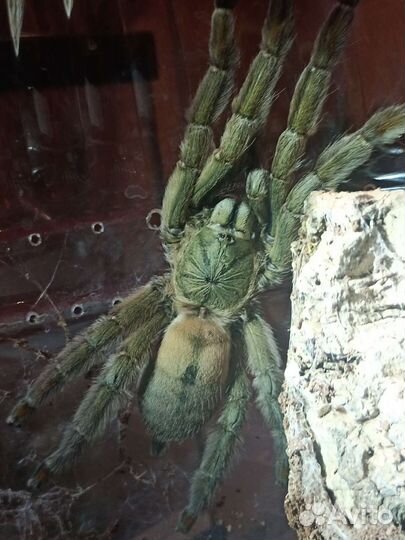 Паук птицеед