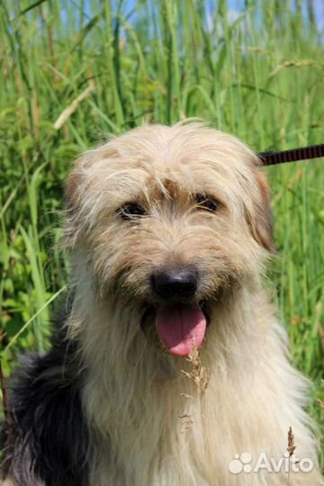 Собака Милли