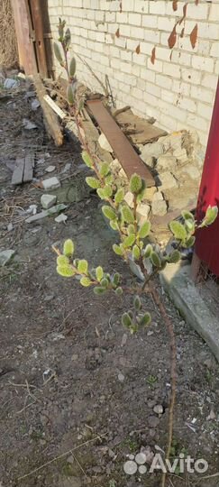 Саженцы верба. Закрытая корневая система