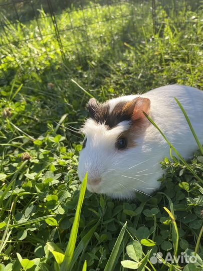 Морская свинка вязка
