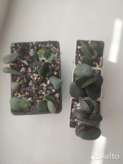 Adromischus cooperi