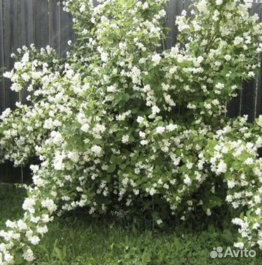 Жасмин (чубушник)