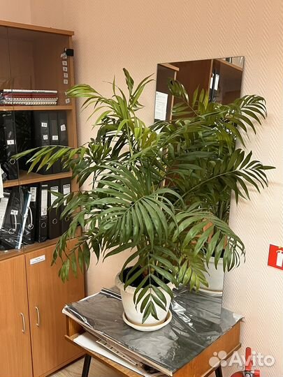 Арековая пальма Хамедорея