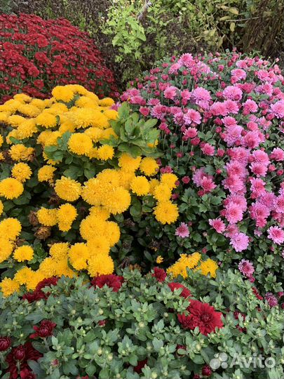 Хризантемы мультифлора