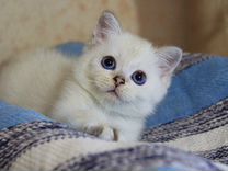 Кексик - золотой колорпойнт котик