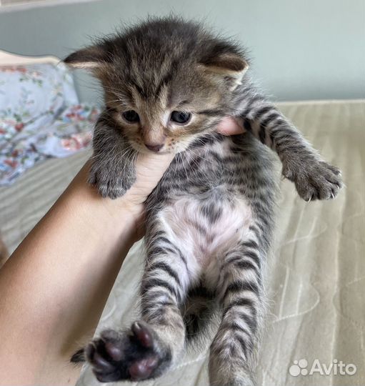 Кошки в добрые руки бесплатно