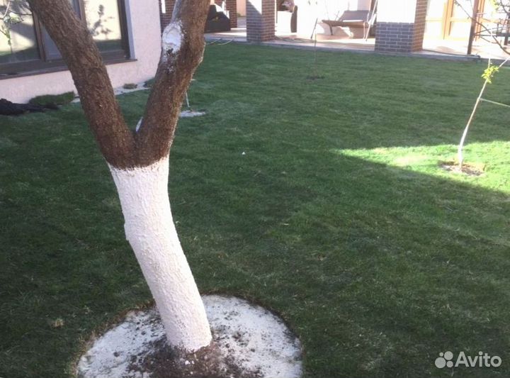 Рулонный газон