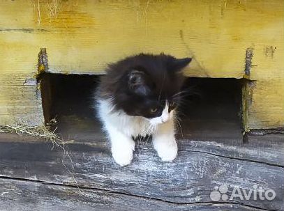 Сибирские котята-девочки в дар хорошим людям