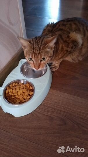 Молодая и красивая кошечка