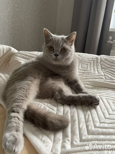 Британская кошка