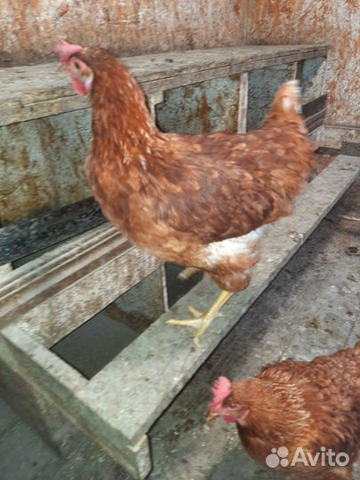Куры несушки