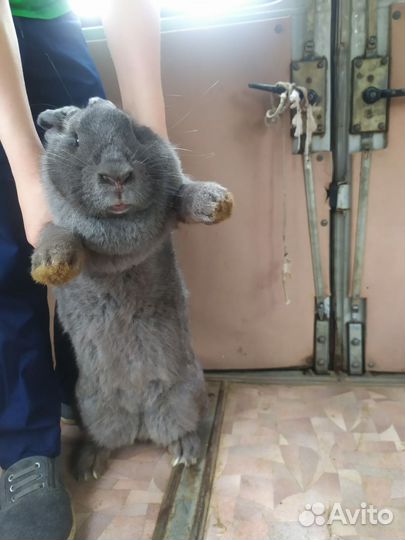 Кролики породы фландр