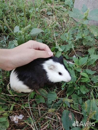 Морские свинки