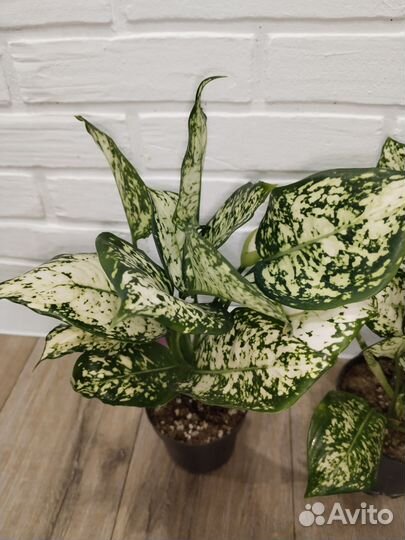 Аглаонема ферст даймонд комнатные растения цветы