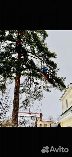 Спилить дерево, спил деревьев, срубить, расчистка