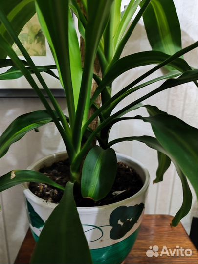 Драцена душистая
