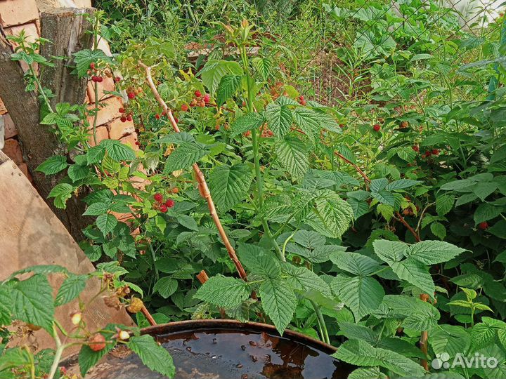 Саженцы малины