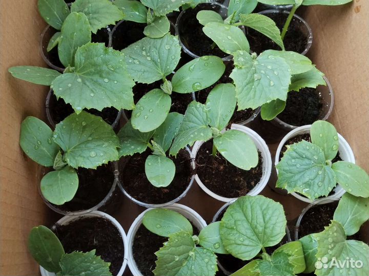 Рассада огурцов