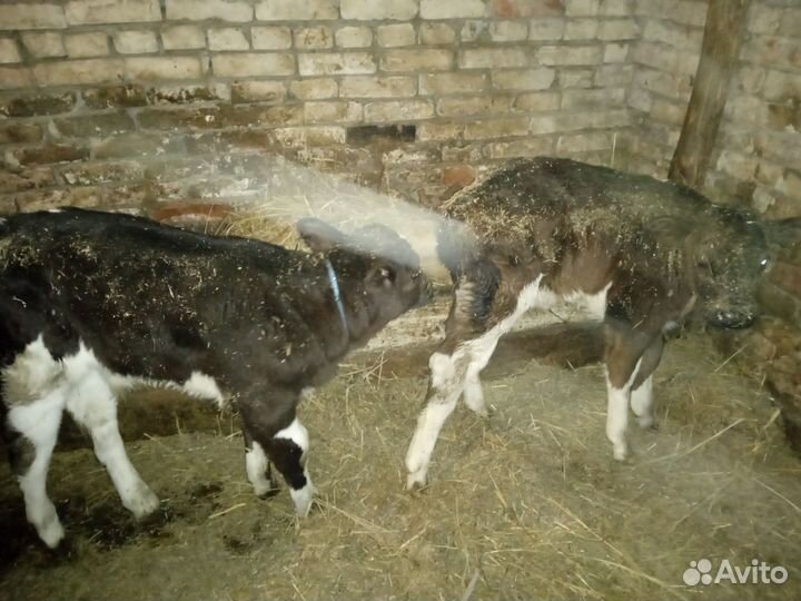 Бычки и телки