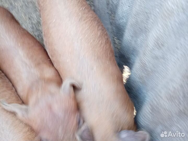 Поросята дюрок чистокровный