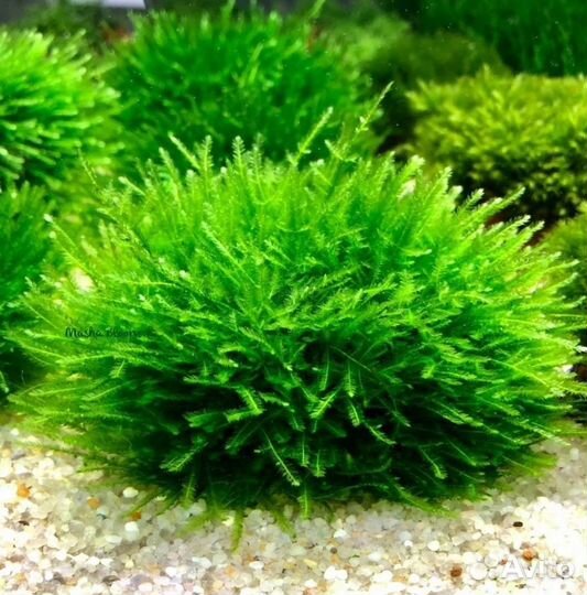 Аквариумные растения живые