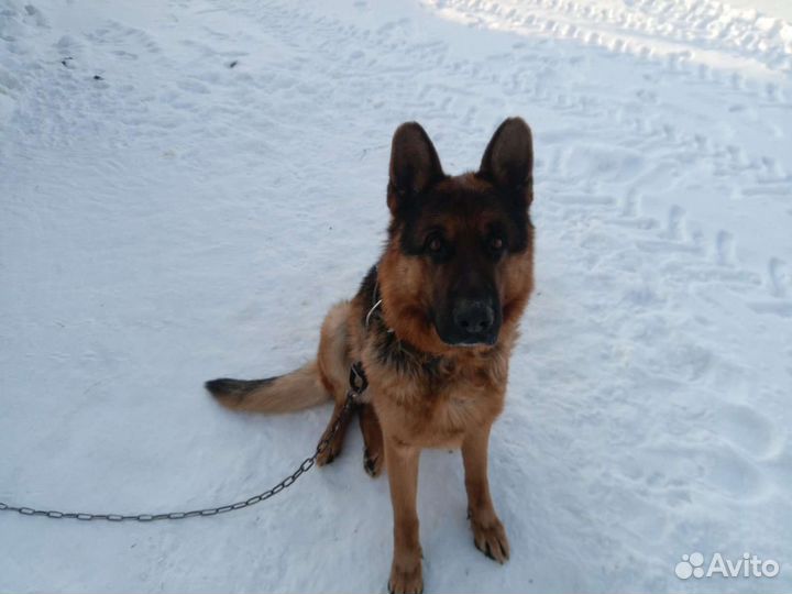 Кобель немецкой овчарки для вязки