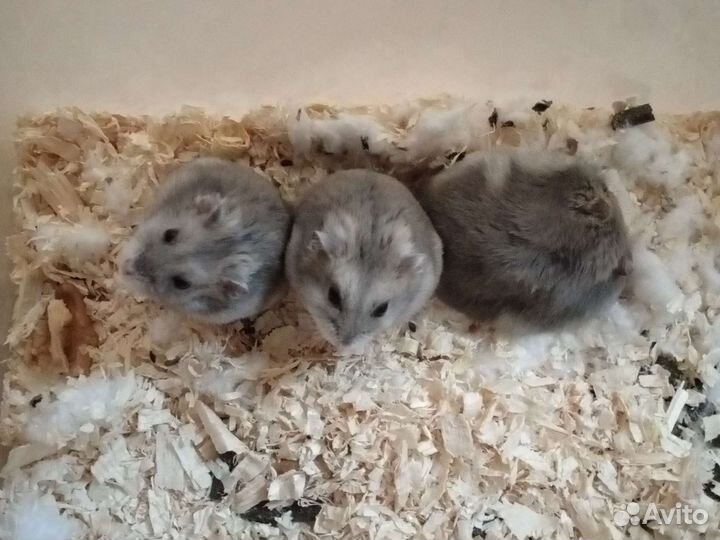 Джунгарский хомяк