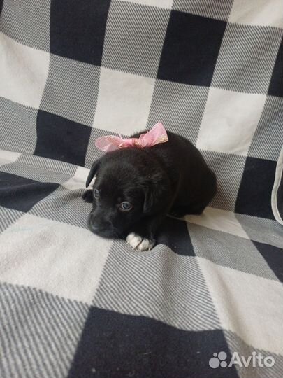 Щенки щенок