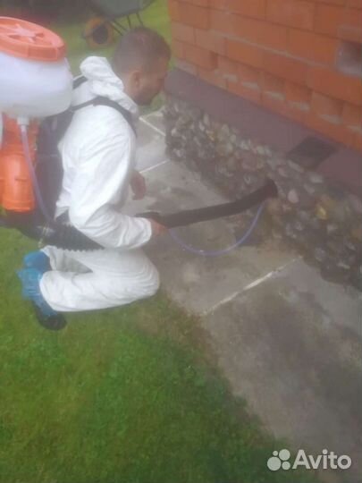 Уничтожение клопов тараканов борщевика плесени