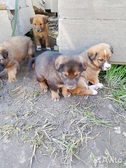Щенки